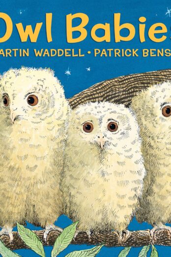 Owl Babies